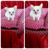 ขายน้องหมาชิวาวาเพศเมียขนยาว 7500 สีขาว อายุเดือนกว่า 0816588429
