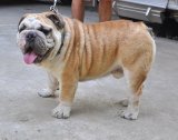 พ่อพันธุ์ ENGLISH BULLDOG เลือดAM.CH. รับผสมพันธุ์