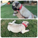 ขายแล้วครับ   ขายน้องปั๊กน่ารักสายเลือดดีเพศผู้