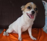 สาวน้อย 6 เดือน  เป็นสาวแล้ว 5000บาท