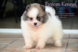 FYPOM KENNEL ขายน้อง E เพศผู้ สีปาร์ตี้ ขนแน่น โครงสร้างดี มีใบเพ็ดดิกรี 