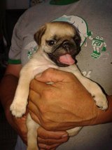 ลูกปั๊กหน้าบี้ริ้งเกิ้ลเต็มสีฟร้อนสายเลือดแชมป์ผู้1เมีย1