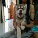 ขายไซบีเรียน เพศผู้ สีคอปเปอร์ ตาอัลมอลด์ อายุ 50 วัน