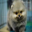 FYPOM KENNEL ขายน้อง Rainy เพศผู้ ไซส์เล็ก สีส้ม ขนแน่น โครงสร้างดี มีใบเพ็ดดิกร...