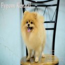 FYPOM KENNEL: แบ่งขายพ่อพันธุ์ อายุ 3 ปี สายเลือดดีเยี่ยม ในราคาไม่แพง พร้อมใบเพ...