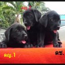 ลาบาดอร์สีช็อก สีดำ สายเลือดแชมป์ เพ็ดดีกรีเต็มใบพร้อมใบโอน