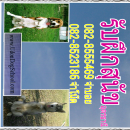 รับฝึกสุนัข รับฝากสุนัข อุดรธานี0828555469จ่าบอย