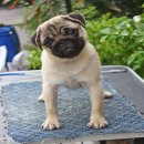 ขายลูกปั้กเกรดคุณภาพครับ