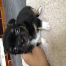 Chihuahua ชิวาวาขนยาว สีดำ black tan  09-4858-5642 ครับ 