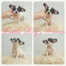 LITTLE DOG'S FARM : ชิวาวาขนสั้น เพศเมีย หน้าหวานๆค่ะ