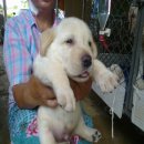 ขายลูกสุนัขลาบราดอร์สีดฟางข้าวชุดใหม่สายเลือด Am.Th แชมป์ 6000.นครปฐม