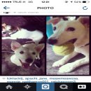 ลูกแจ็ครัสเซล^^ ผู้ 4 เมีย 2 เกิด 29/05/57 มีสามสี"พ่อแม่มี เพด" แจ็ค...