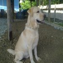 ขายพ่อพันธุ์ลาบราดอร์ลูก AM.TH แชมป์ ราคา 20000 บาท อยู่นครปฐม 0823544662