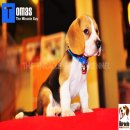 ลูกบีเกิ้ลคุณภาพบ้าน Miracle Beagle Kennel เพศผู้ น้องโทมัส Tomas^^