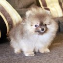 UPDATE+ ปอมเพศผู้ ไชทีคัพ หน้าหมี ขนแน่น โครงสร้างดี สายเลือดแชมป์+