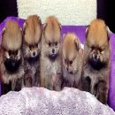 ลูกT-CUP" ORANGE SABLE POMERANIANหน้าหมี"เพศผู้และเมียรับประกันสุขภาพแ...