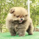 FOR SALE ปอมเพศผู้ หน้าหมี เกรดโชว์ หน้าหมี ขนแน่น โครงสร้างดี สายเลือดแชมป์