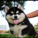 นู๋พร้อมย้ายบ้านแล้วค่ะไซวูลลี่สวยๆ