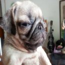 ขายปั๊กหน้าบี้ๆ  (มีจัดส่ง)