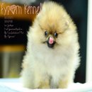 FYPOM KENNEL ขายน้อง Macaron เพศเมีย ไซส์มาตรฐาน สีส้ม ขนแน่น โครงสร้างดี มีใบเพ...