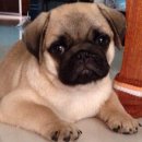 ลูกปั๊กสายเลือดอเมริกันแชมป์บอดี้กระชับริ้งเกิ้ลเต็มอ้วนเตี้ยสั้นเพศผู้และเมียคุ...