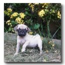 ขายปั๊กหน้าบี้ๆ  (มีจัดส่ง) 