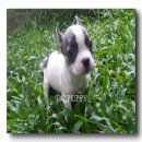 เฟรนบูลด๊อก เพ็ดเต็มใบ(มีจัดส่ง)