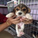 ขาย:น้องบีเกิ้ล ไซค์13(เพศเมีย) โครงสร้างดี มาร์คสวย  สนใจติดต่อ 085-2952824