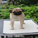 แบ่งขายปั้กเพศเมียฟอร์มประกวด