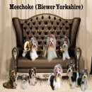 แนะนำ บีเวอร์ ยอร์คเชีย ของที่บ้าน Meechoke (Biewer Yorkshire Terrier)