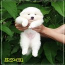  เปิดจำหน่ายแล้วเจแปนนิส สปิตซ์(Japanese Spitz) เกรดคุณภาพพร้อมจัดส่งฟรีครับ