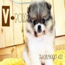 V-pom ขอเสนอ น้อง ปอม เพศเมีย 