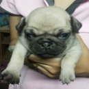 ปั้ก เพศผู้2 เพศเมีย1 สีฟร้อน อยู่จันทบุรีจร้า