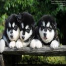 Alaskan Malamute ไซค์ไจแอนท์ บึ้มๆ เกรคคุณภาพ .มีใบเพดดีกรีสมาคม