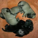 ลูกปั๊กดำสวยๆครับเปิดให้จองกันแล้วนะครับ