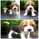 น้องหมาบีเกิ้ล สามสี ผู้ 1 เมีย 1 น่าตาน่ารักมาก ราคาไม่แพงพร้อมส่ง