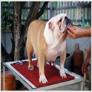 ขายลุก BULLDOG สายเลือดแชมป์