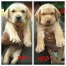 ลาบาดอร์โครงสร้างใหญ่ (ปิดการขายค่ะ) พบคอกใหม่อาทิตย์นี้ค่ะพร้อมออก