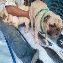 พ่อพันธุ์ลูกไทยเเชมป์ รับผสมถูก 