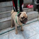 พ่อพันธุ์ลูกไทยเเชมป์ รับผสมถูก