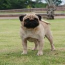 ขายลูกปั้กคุณภาพลูกไทยแชมป์โอนีล