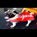 พ่อพันธุ์ปั๊ก เปิดรับผสมราคาไม่แพง