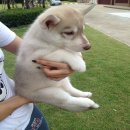 ขายน้องไซบีเรียนแท้ สวย สีเทาแดง ตัวเมีย 