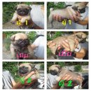 น้องปั๊ก ตัวกลม ผู้ 2 เมีย 1 ราคาเบาเบา หมดแล้วหมดเลย 080-4940448