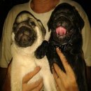 ลูกปั๊กสายอเมริกันสีฟร้อนและดำสวยๆครับ ริ้งเกิ้ลเต็มหน้าบี้ขนเงางามดำสนิทหัวโตกร...