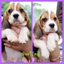 น้องบีเกิ้ล2สาวสุดท้ายจ้า 5000