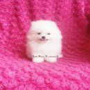 ดช.อาตี้"ปอมขาว(มีจัดส่ง)