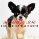 LITTLE DOG'S FARM :น้องได้บ้านใหม่แล้วค่ะ  ชิวาวาสีแฟนซีขาว-ดำ ราคาพิเศษค่ะ