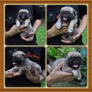 ปั๊ก ผู้1เมีย1 อายุประมาณ40วัน 