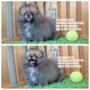 ปอมเมอเรเนียนหน้าหมี 089-4781036